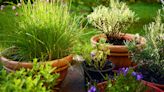 Debunking the most common gardening myths