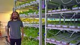 Ames indoor farm rebrands to Clayton Farms from Nebullam, expands to Twin Cities