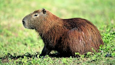 Zoo pleads with public for help finding escaped capybara