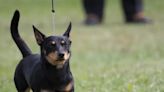 Lancashire Heeler Is Newest Breed To Join American Kennel Club