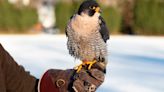 Peregrine Falcon found dumped at Scots train station adopted by Gleneagles hotel