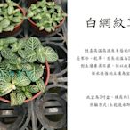 心栽花坊-白網紋草/3吋/綠化植物/室內植物/觀葉植物/售價50特價40