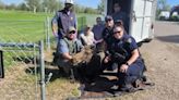 Idaho moose removed from golf course fairway