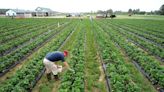 Editorial: Virginia agriculture thrives despite mounting challenges