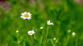 How To Grow And Care For Chamomile