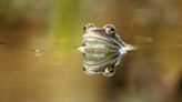 Female frogs found to fake death to avoid unwanted advances from males