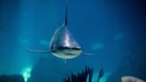 Un 70 % de las especies del comercio de aletas de tiburón está en riesgo
