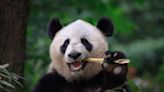 Impressive Video Gives a Rare Glimpse of the Only All-White Panda in the World