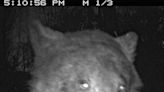 Colorado bear takes 400 ‘selfies’ on trail camera