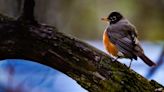 It's bird migration season in Indiana. Plant a native tree to keep biodiversity alive.