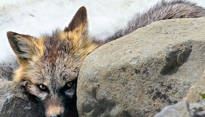 Cute, capable fox a better fit for WA than grizzlies | Op-Ed