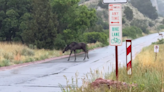 Moose seen wandering in Garden of the Gods