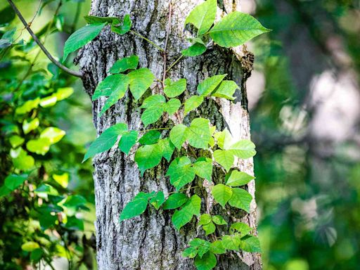 How to Safely Remove Poison Ivy From Your Yard
