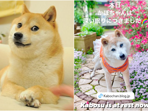 快訊／全球柴犬迷因始祖「Doge」過世！ 去年剛過18歲生日