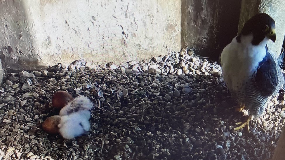 Excitement as two Leicester Cathedral peregrine falcon eggs hatch