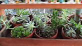 Succulents, ferns, orchids, begonias, bonsai, bromeliads and more: Mother's Day plant sale