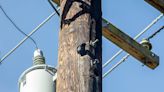 Woodpeckers blamed for $1.5M in utility pole damage near Lake Stevens | HeraldNet.com