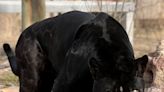 Amarillo Zoo welcomes black jaguar Bagheera