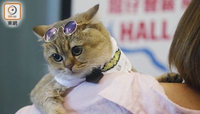 香港貓迷博覽會8.2開鑼 調查指養貓月使1889元 按年急升26%