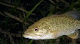 A Wisconsin man became best pals with a fish named Elvis while diving in a lake. 2 years later, he's still documenting their adventures on TikTok.