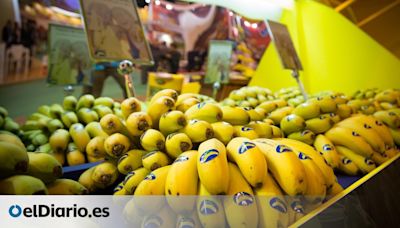 El plátano de Canarias se toma un respiro gracias a la coyuntura de buenos precios desde marzo