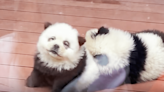 Do these look like pandas to you? Chinese zoo under fire for painting dogs black and white
