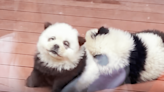 Chinese zoo under fire after dyeing dogs to resemble pandas