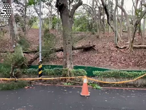 大雨狂炸！高雄澄清湖路樹砸死遊客 中午起臨時封園1週