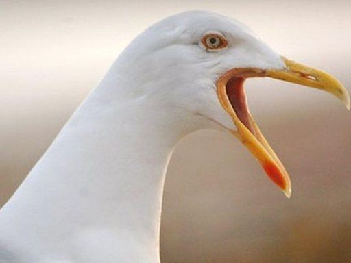 Nesting gull added £460k to building demolition bill