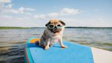 A beginner’s guide to paddleboarding with a dog