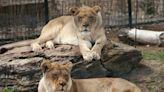 Come face-to-face with a lion at the remodeled exhibit at Rolling Hills Zoo in Salina