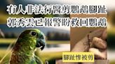 網上群組有人非法行醫剪鸚鵡腳趾 郭秀雲已報警盼救回鸚鵡