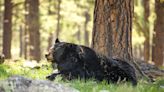 Bobcats on the patio: As Arizonans push into wildlands, wild animals are pushing back