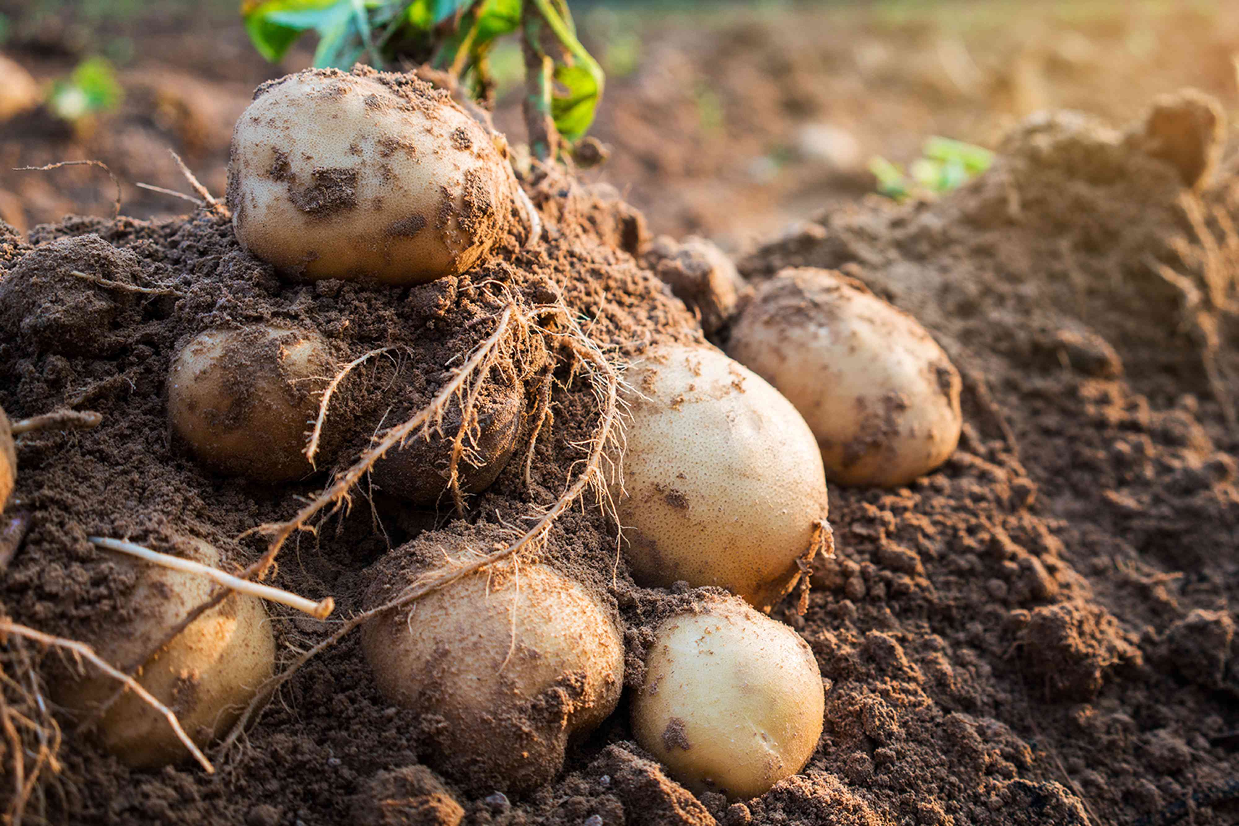 10 Companion Plants to Grow Next to Potatoes for a More Robust Crop