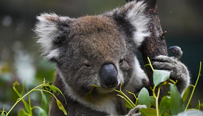 Un famoso santuario animal de Australia prohíbe abrazar a los koalas