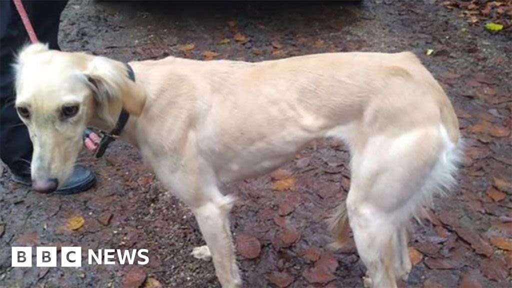 Three men fined £52,000 over Lincolnshire hare coursing offences