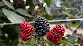 U.S. fruit sellers look to Canada for berry production amid drought, rising costs