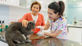 Worried your cat is in pain? Vet technician reveals seven signs to look out for