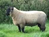 Suffolk sheep