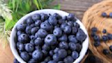 Gut health benefits of blueberries as scientists reveal why they're blue