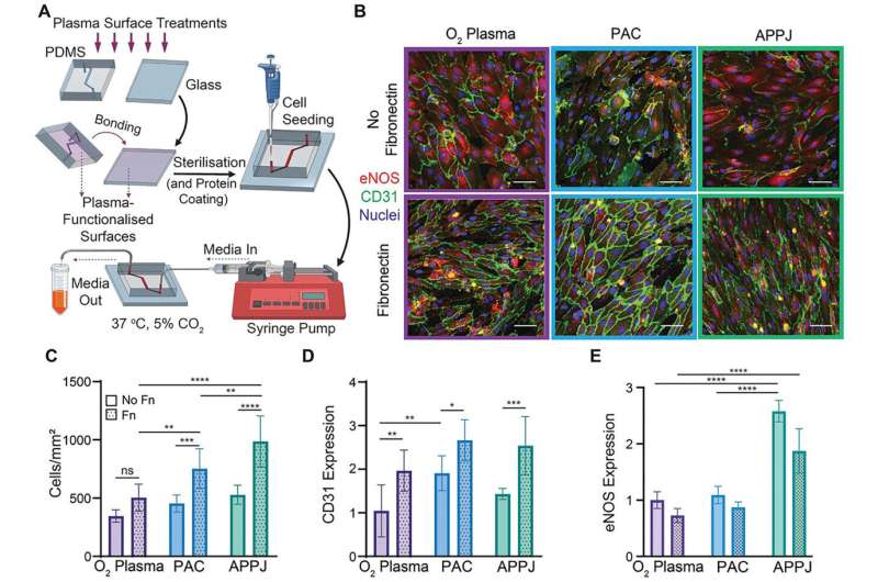 New transparent 'blood vessel-on-a-chip' could reduce animal testing