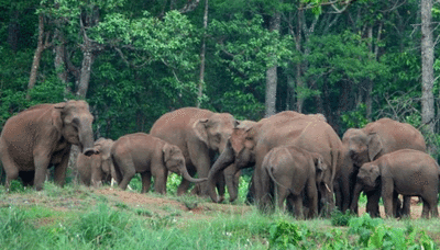 Elephant attack: Locals hold massive protest in Wayanad, call off agitation after government assurance