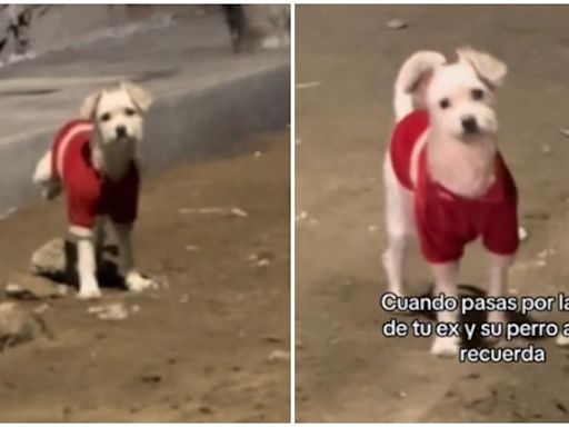 La reacción de un Terrier cuando reconoce a la expareja de su dueña: "El único fiel"