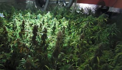 La Guardia Civil desmantela una plantación de marihuana en una vivienda de Daimús