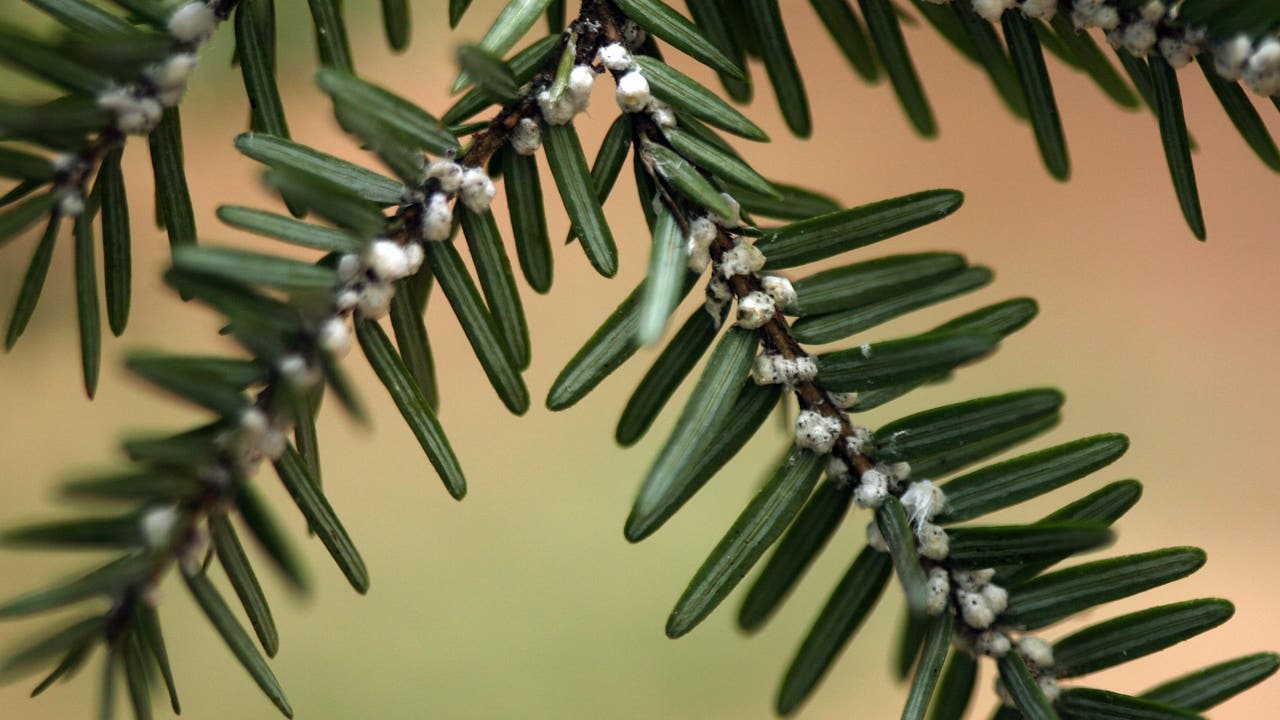 Invasive pest threatening Michigan's Christmas trees spurs quarantine order up north