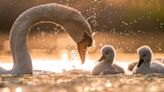 Florida Man 'Adopts' Neighborhood Swan Babies to Help Protect Them From Alligators