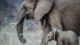 Un turista español murió en Sudáfrica tras ser pisoteado por un elefante
