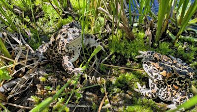 SF Zoo reintroduces endangered toads back to Yosemite National Park after wildfire