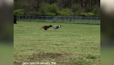 Dog thinks he's the fastest at the park, then a "malligator" turns up