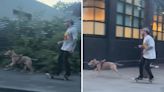 Man on skateboard beats traffic by using dog to speed through streets